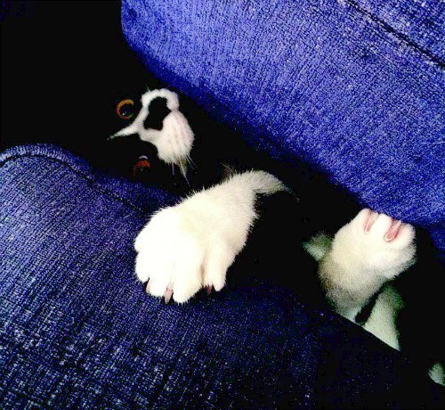 if-it-fits-i-sit