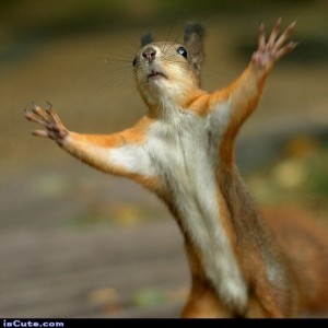 hands up squirrel
