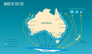 AUS whale migration