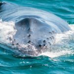 Face of the humpback whale in Hervey Bay, AU