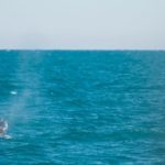 Humpback whale spy-hopping in Hervey Bay, AU