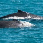 Humpback whales cruising in Hervey Bay, AU