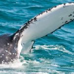 Humpback whale slapping his tail in Hervey Bay, AU