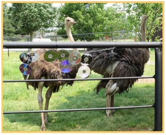 CD-use-01-Ostrich