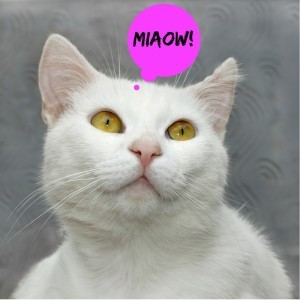 Obligatory white cat-2