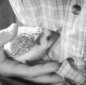 Hawthorne in the morning