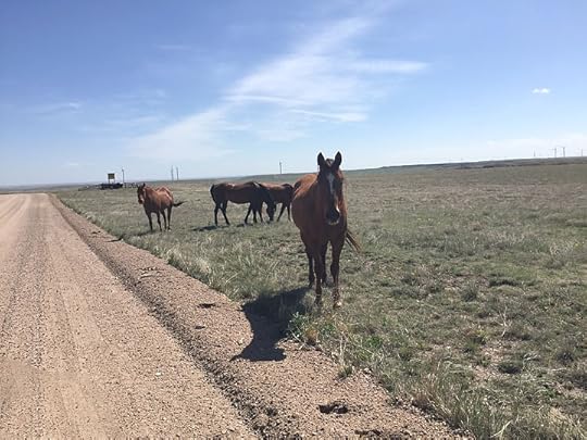 Colorado Cattle Ranch
