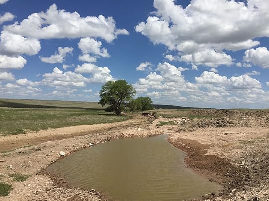 Colorado Cattle Company