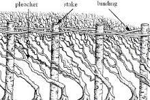 hedgelaying