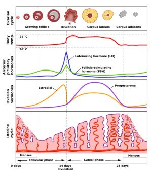 Menstrual Chart Ovulation Jeffrey Dach MD