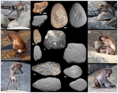 Macaca_fascicularis_aurea_stone_tools_-_journal.pone.0072872.g002.jpg