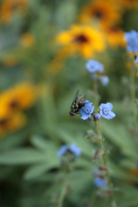 forget-me-not-blossom.jpg1