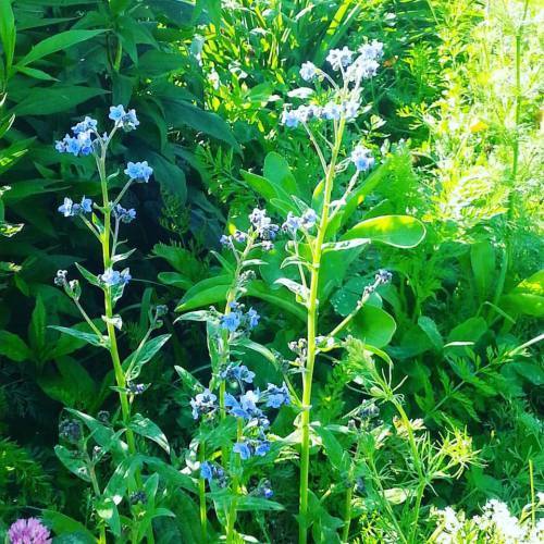 Forget me Nots