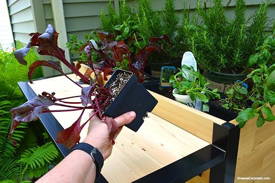 Plant a Bar Herbs and Vegetables Photo copyright Shawna Coronado