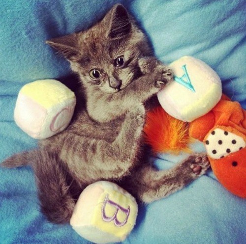 surprised-cat
