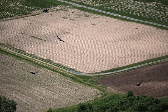 Turkey vultures from the top of Vroman's Nose.