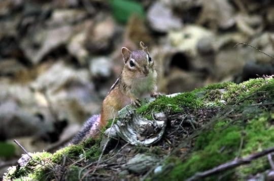 Chipmunk in the woods on Vroman's Nose.