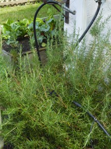 My Rosemary monster in the garden.