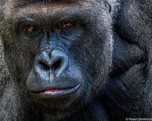 Harambe 2