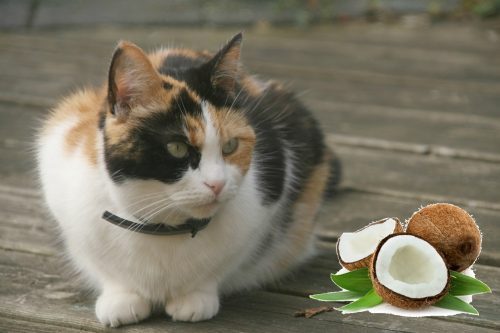 coconut-oil-and-cats