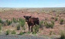 cows
