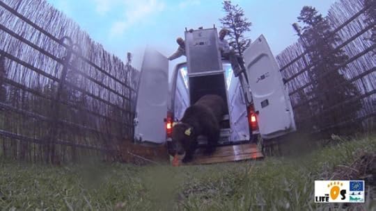 First picture of the Slovenian bear released 6 June in Catalonia