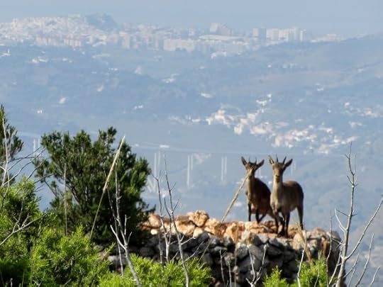 Ibex kids in Andalucia