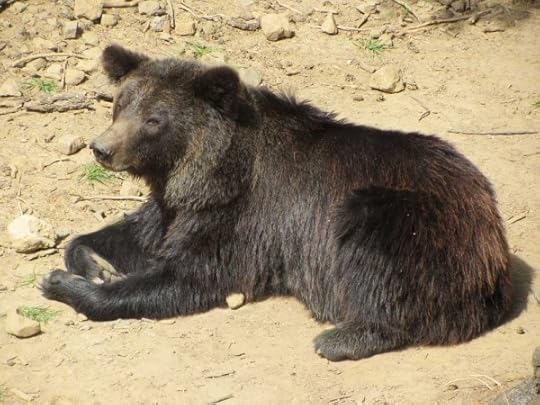 Brown bear – ursus arctos, ós bru (Catalan) oso pardo (Spanish)