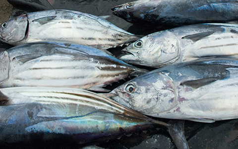 Photo: How you catch tuna matters