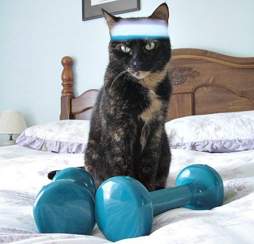 fitness-toys-cats