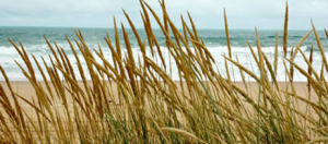Photo from official Conroy website.
