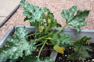Zucchini by Randy Cockrell