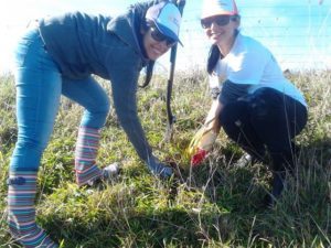 Spark staff, from left, Rachita Dahama and Gurpreet Jaura planting the coastline at Batley on the Kaipara Harbour.