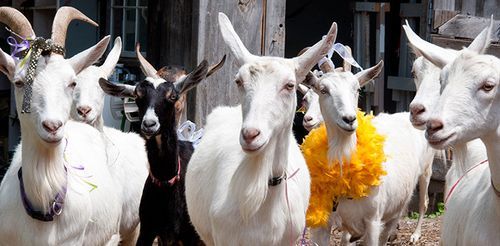Shavuot_goats-710x3501