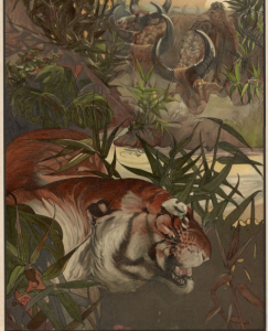 Shere Khan in Jungle,