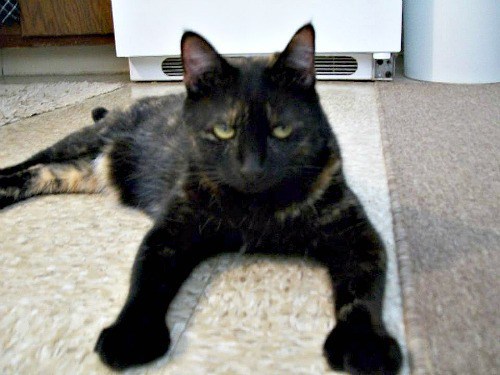 tortoiseshell-cat-diabetes