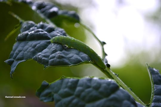 Cabbageworm on Kale