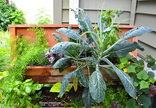 Cabbageworm Damage on Kale