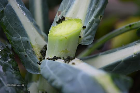 Cabbageworm Poop on Kale