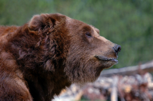 Compliments of Kuchera at Dreamstime Photos.