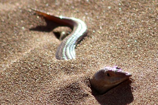 sandfish skink