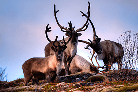 Photo: When is wildlife no longer wild?