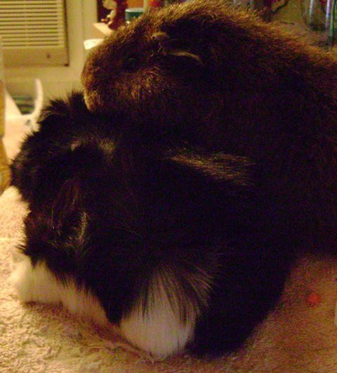 Thaddeus and Pammy moved with me three times. We never managed to move into a haunted house. 