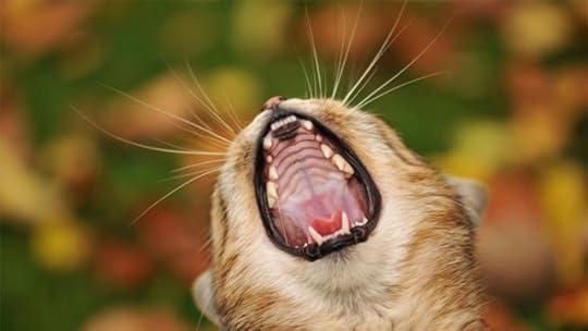 cat-scream