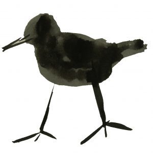 bird-in-black-and-white-1359163