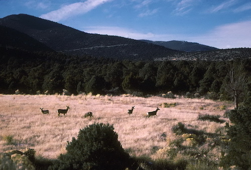1987-11-GreatBasin-002-deer-sm.jpg