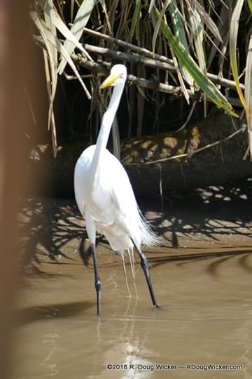 Great Egret