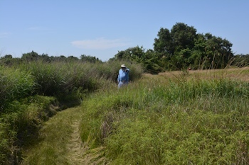 Bowl-SW-corner-mowed-6-16-16