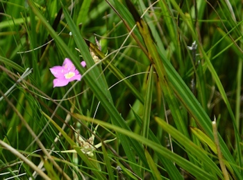 Sabatia-campestris-06-16-2016
