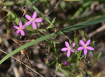 Centaury-Bowl-06-16-16